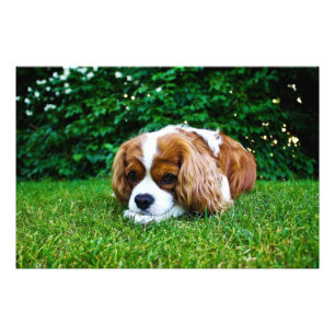 Unbekümmerter Königcharles Spaniel Blenheim im Fotodruck