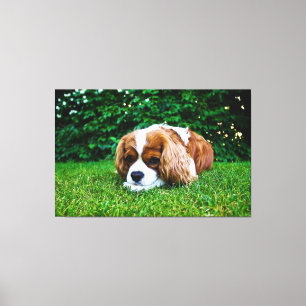 Unbekümmerter Königcharles Spaniel Blenheim im Leinwanddruck