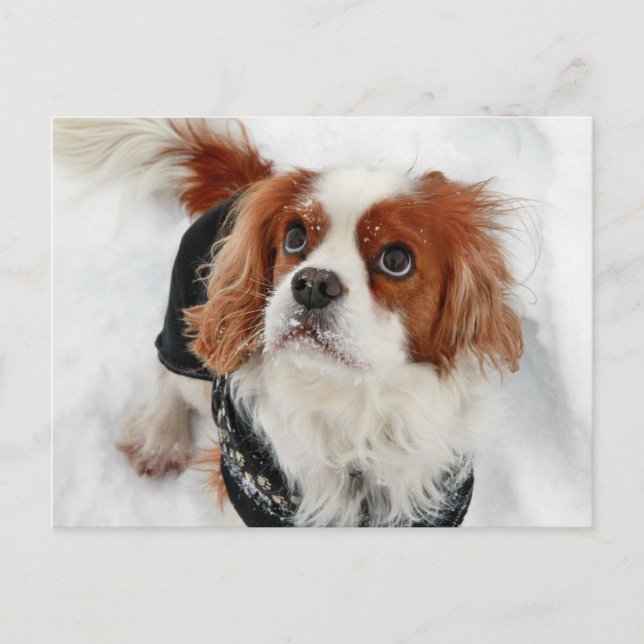 Unbekümmerter Königcharles Spaniel Charly Postkarte (Vorderseite)