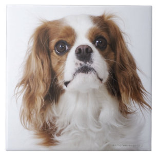 Unbekümmerter Königcharles Spaniel, der im Studi Fliese