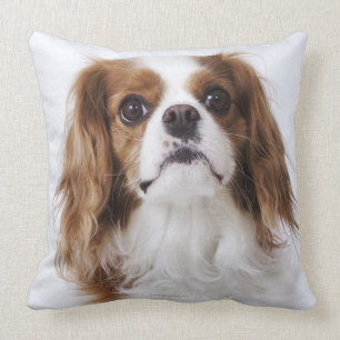 Unbekümmerter Königcharles Spaniel, der im Studi Kissen
