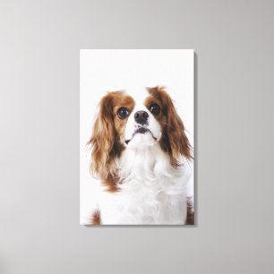 Unbekümmerter Königcharles Spaniel, der im Studi Leinwanddruck