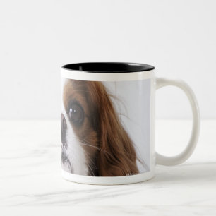 Unbekümmerter Königcharles Spaniel, der im Studi Zweifarbige Tasse