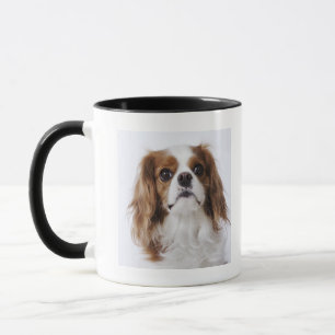 Unbekümmerter Königcharles Spaniel, der im Studio Tasse
