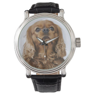 Unbekümmerter Königcharles Spaniel, der oben Armbanduhr