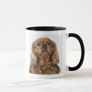 Unbekümmerter Königcharles Spaniel, der oben Tasse