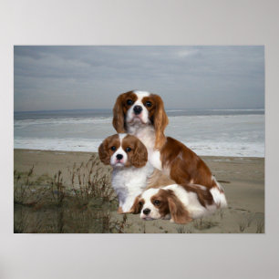 Unbekümmerter Königcharles Spaniel-Druck Poster