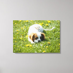 Unbekümmerter Königcharles Spaniel Leinwanddruck