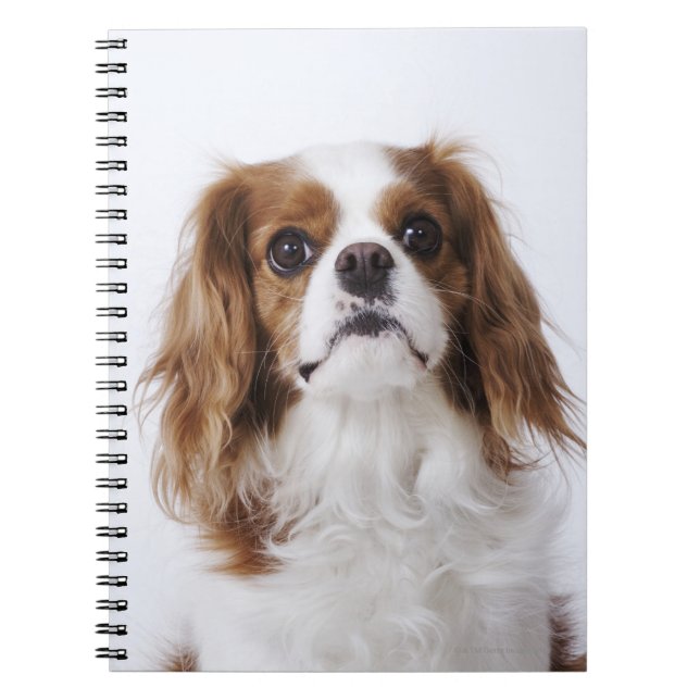 Unbekümmerter Königcharles Spaniel Notizblock (Vorderseite)