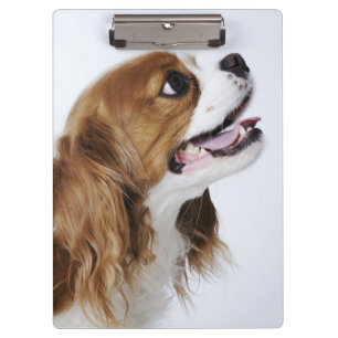 Unbekümmerter Königcharles Spaniel, Seitenansich Klemmbrett