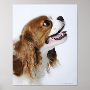 Unbekümmerter Königcharles Spaniel, Seitenansicht Poster