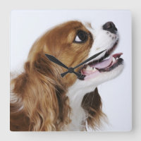 Unbekümmerter Königcharles Spaniel, Seitenansicht
