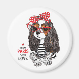Unbekümmerter Königcharles Spaniel von Paris mit Magnet
