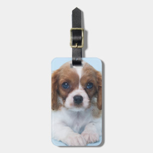 Unbekümmerter Königcharles Spaniel-Welpe Gepäckanhänger