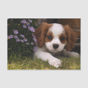 Unbekümmerter Königcharles Spaniel-Welpe hinter Seidenpapier