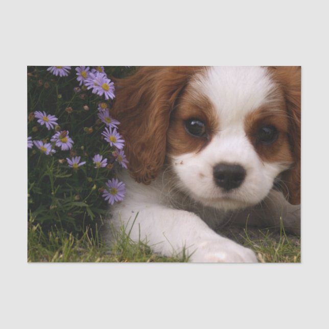 Unbekümmerter Königcharles Spaniel-Welpe hinter Seidenpapier (Vorderseite)