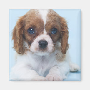 Unbekümmerter Königcharles Spaniel-Welpe Magnet