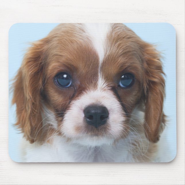 Unbekümmerter Königcharles Spaniel-Welpe Mousepad (Vorne)
