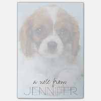 Unbekümmerter Königcharles Spaniel-Welpe