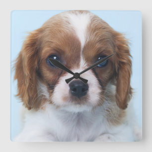 Unbekümmerter Königcharles Spaniel-Welpe Quadratische Wanduhr