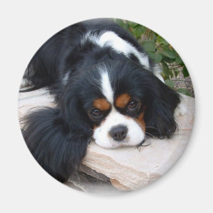 Unbekümmerter Königcharles Spanielmagnet Magnet