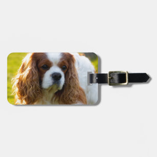 Unbekümmertes Königcharles Spaniel-Porträt Gepäckanhänger