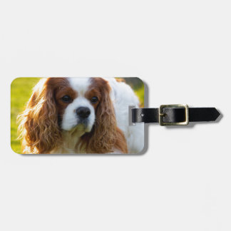 Unbekümmertes Königcharles Spaniel-Porträt Gepäckanhänger