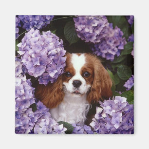Unbekümmertes Königcharles Spaniel-Rot und Weiß Magnet
