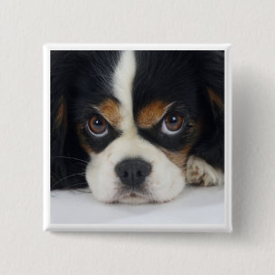 Unbekümmertes Königcharles Spaniel-Tri Button