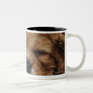 Unbekümmertes Königcharles Spaniel-Welpenschlafe Zweifarbige Tasse