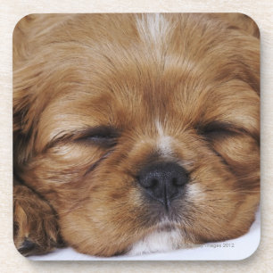Unbekümmertes Königcharles Spaniel-Welpenschlafen Untersetzer