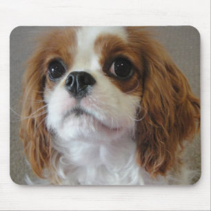 Unbekümmertes Welpenhundmousepad Königs Charles Mousepad