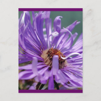 Unbenannt Aster Nummer 11 Postkarte