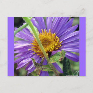 Unbenannt Aster Nummer 1 Postkarte
