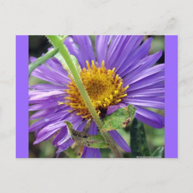 Unbenannt Aster Nummer 1 Postkarte (Vorderseite)
