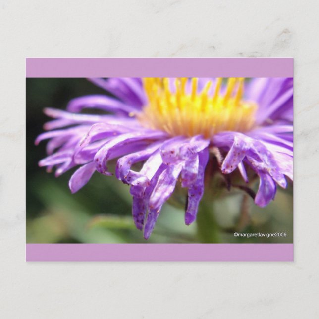 Unbenannt Aster Nummer 2 Postkarte (Vorderseite)