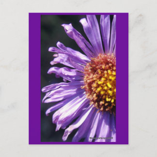 Unbenannt Aster Nummer 4 Postkarte