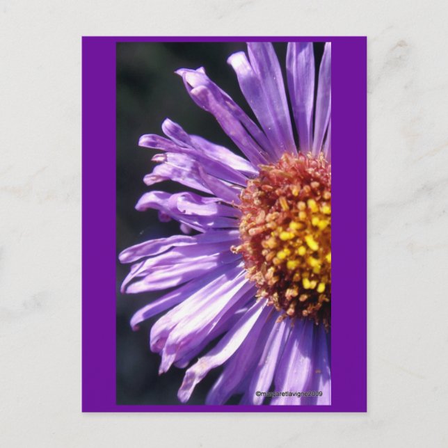 Unbenannt Aster Nummer 4 Postkarte (Vorderseite)