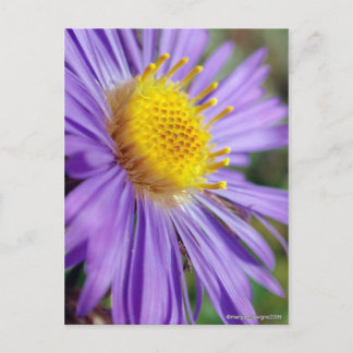 Unbenannt Aster Nummer 5 Postkarte