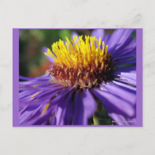 Unbenannt Aster Nummer 6 Postkarte