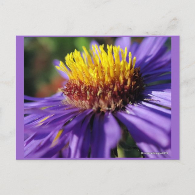 Unbenannt Aster Nummer 6 Postkarte (Vorderseite)