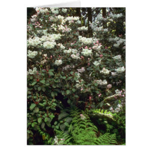 Unberührte Wildnis