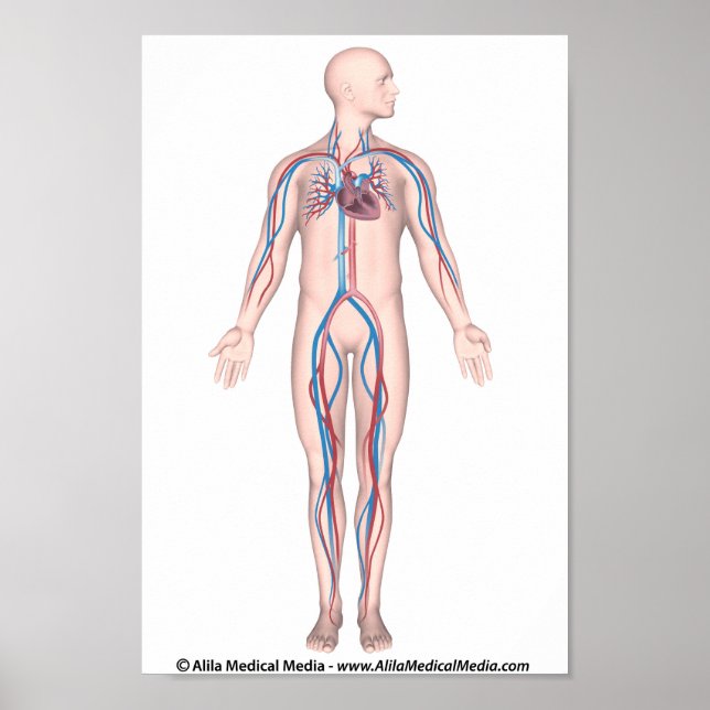 Unbeschriftes Plakat-System für die menschliche Zi Poster (Vorne)