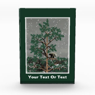 Und eine Porcupine in einem Kiefernbaum Fotoblock