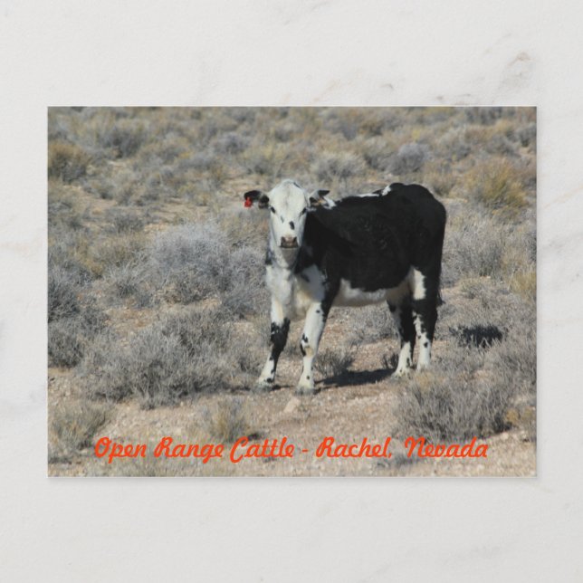 UND Landstraßen-Vieh-Nevada-Postkarte Postkarte (Vorderseite)