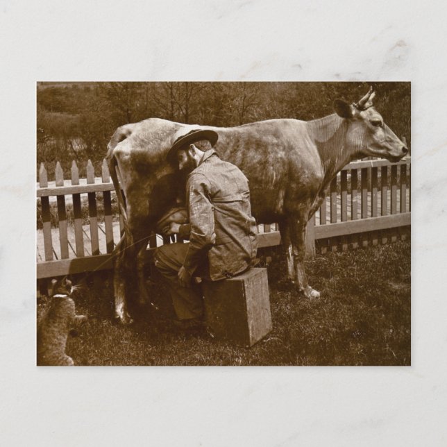 Und Nicodemus die Katze wurde von der Wayside Gefü Postkarte (Vorderseite)