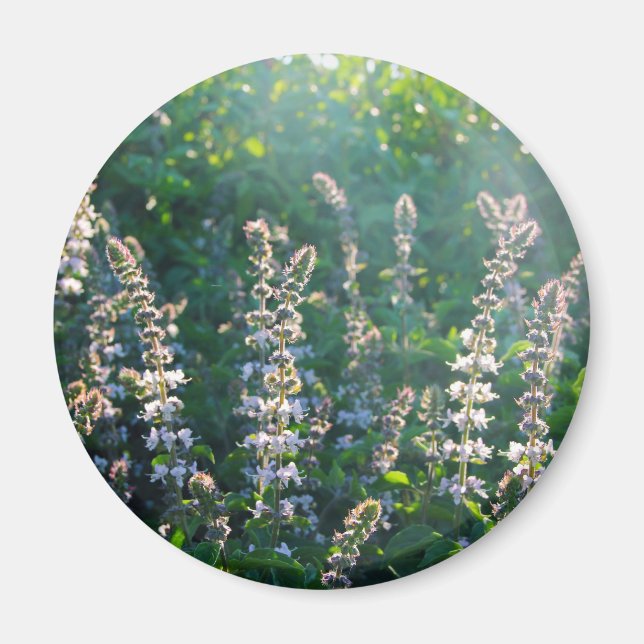 undefiniert magnet (Vorne)