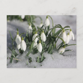 undefiniert postkarte