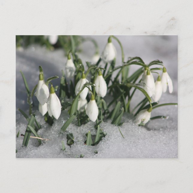 undefiniert postkarte (Vorderseite)