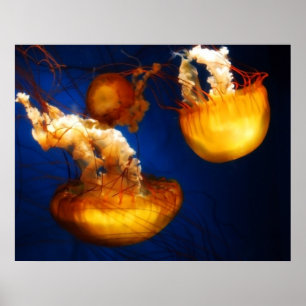 Underwater Ballet Poster